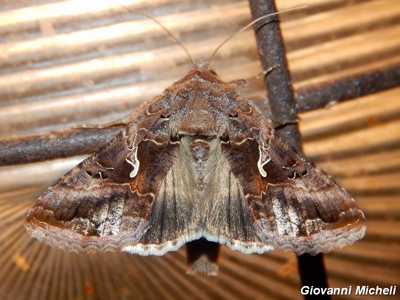 Noctuidae di stasera da confermare